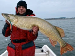 Westin Platypus 19 Cm - Sjunkande -Westin Fishing WS17112r 3